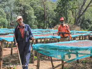 coffee farmers in Ethiopia standing beside multiple raised drying beds