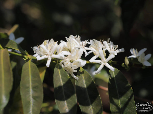 Ethiopia Hambela Natural