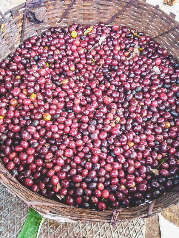 Ethiopia Gutity Natural