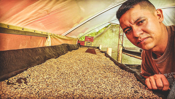 Man leaning over a large container filled with coffee beans inside a greenhouse.