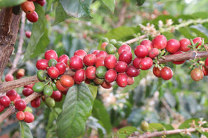 close up of a bunch of coffee cherries on a branch