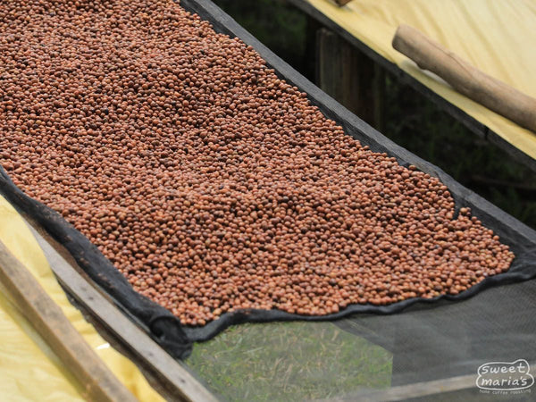 Rwanda Gitesi Natural