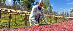 coffee producer in Ethiopia standing over a raised drying rack with thousands of red coffee cherries