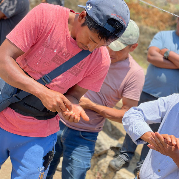 Arturo Ortiz examining coffee beans in his hand