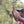 Load image into Gallery viewer, Arturo Ortiz Mexican coffee producer showing a coffee plant

