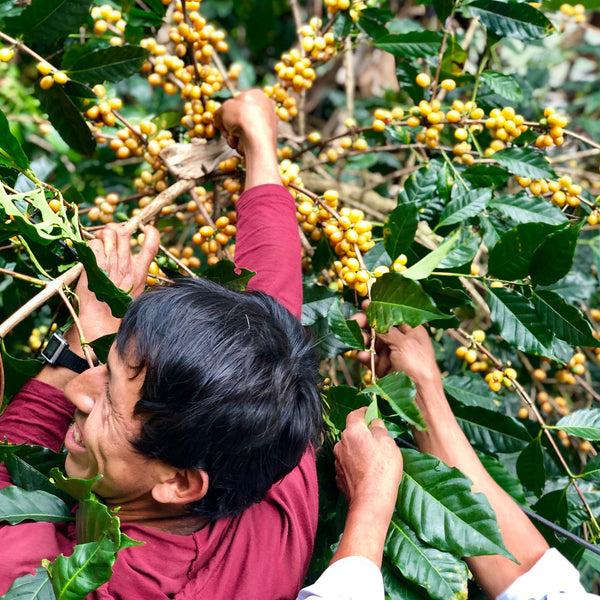 coffee producer picking coffee cherries
